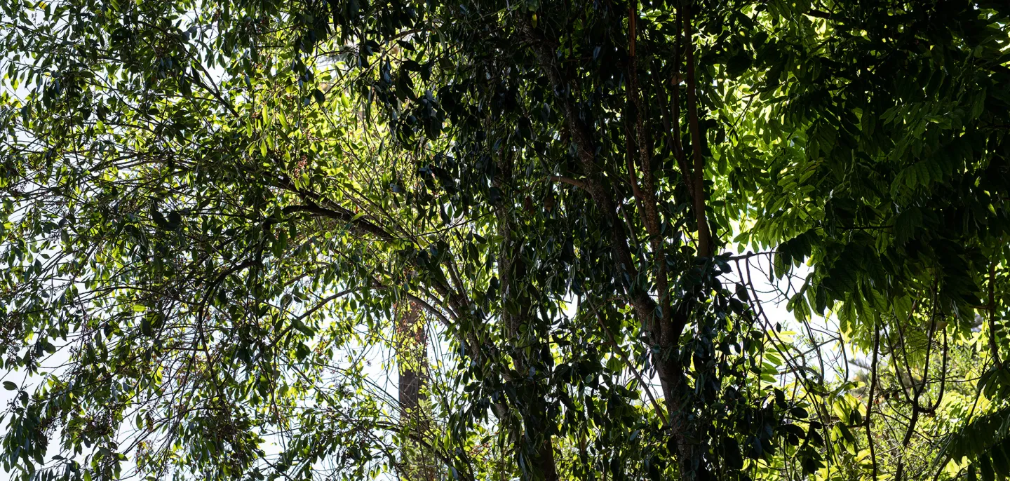 Khat (Catha edulis) - Jardin botanique Val Rahmeh-Menton © MNHN - A. Iatzoura Branches d'un khat