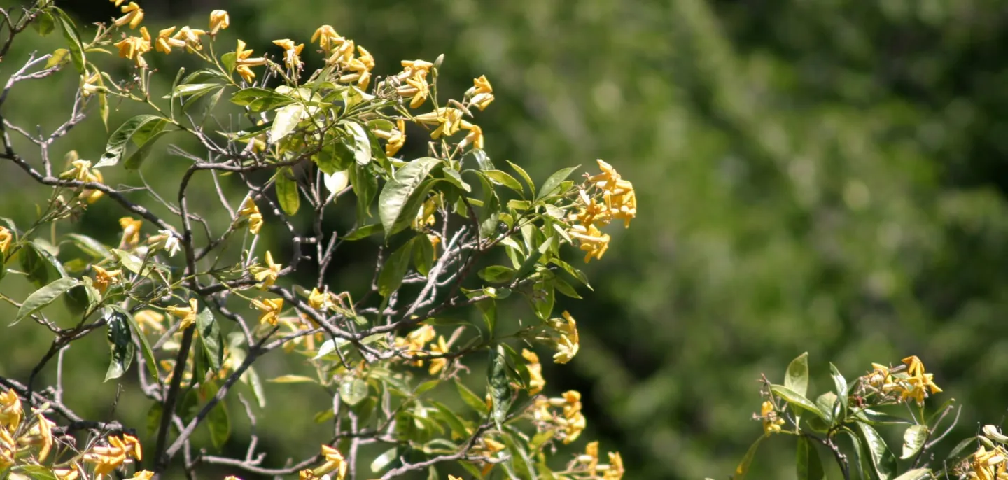 Frangipanier australien (Hymenosporum flavum) - Jardin botanique Val Rahmeh-Menton © MNHN - C. Joulin Fleurs de frangipanier australien