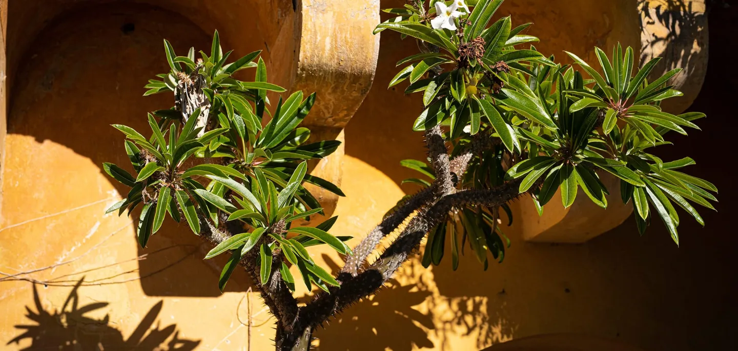 Palmier de Madagascar (Pachypodium lamerei) - Jardin botanique Val Rahmeh-Menton © MNHN - A. Iatzoura Palmier de Madagascar devant un mur orange