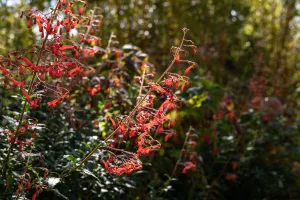 Fleurs d'un fuchsia du Cap