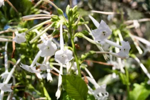 Fleurs blanches de tabac
