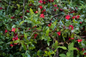Arbuste de Mickey Mouse et ses fleurs rouges