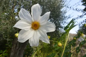 Dahlia imperial en gros plan