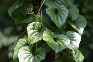 Feuilles d'un igname de Chine