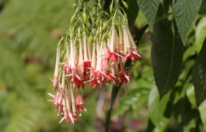 Fleurs rouges de fuchsia à grandes fleurs