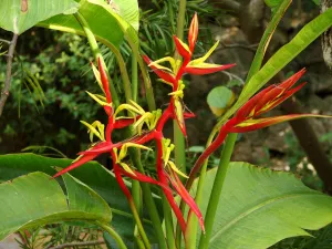 Fleurs de balisier rouges et jaunes