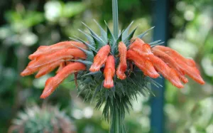 Fleurs rouges d'oreille de lion