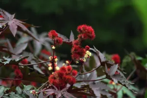 Fleurs rouges de ricin commun