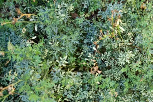 Feuilles de rue des jardins