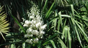 Fleurs de yucca géant