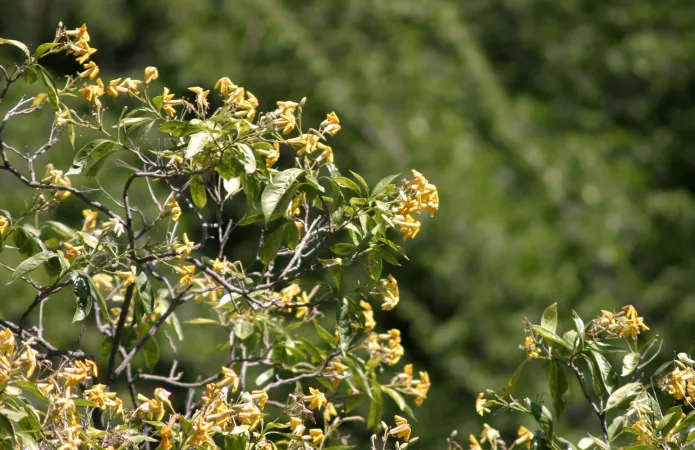 Fleurs de frangipanier australien