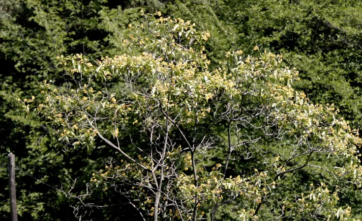 Photo en pied d'un frangipanier australien